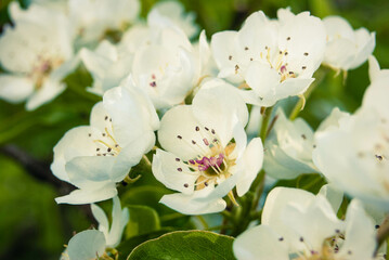 Obraz premium Fresh beautiful flowers of the apple tree.