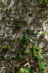 Stone wall that through time plants grow over it.