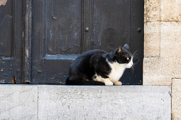 Black and white street cat on  door Stairs.