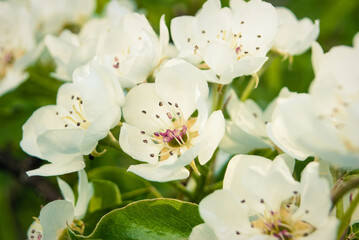 Fresh beautiful flowers of the apple tree.