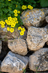 Yellow flowers growing out from rough stones in gray and brown color.Selective focus.