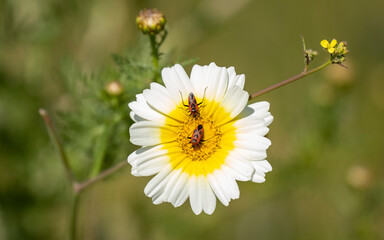 Two Firebugs on a white flower ,close up.in daylight.