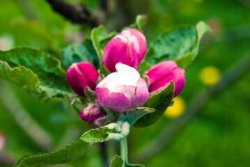 Fresh beautiful flowers of the apple tree.