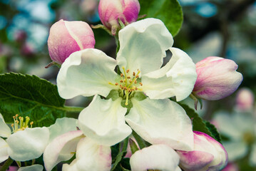 Naklejka na ściany i meble Fresh beautiful flowers of the apple tree.