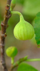 Selective focus young figs on a branch of fig tree. 