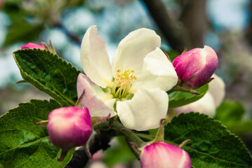 Fresh beautiful flowers of the apple tree.