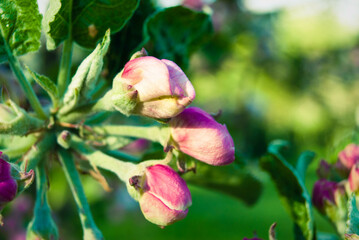 Fresh spring beautiful flowers of the apple tree.