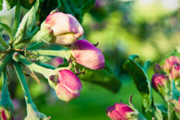 Fresh spring beautiful flowers of the apple tree.