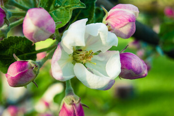Fototapeta na wymiar Fresh spring beautiful flowers of the apple tree.