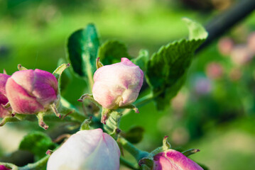 Fresh spring beautiful flowers of the apple tree.