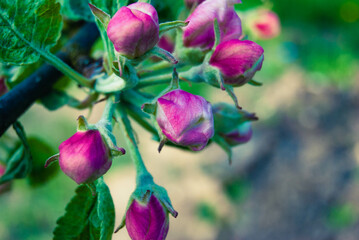 Fresh spring beautiful flowers of the apple tree.