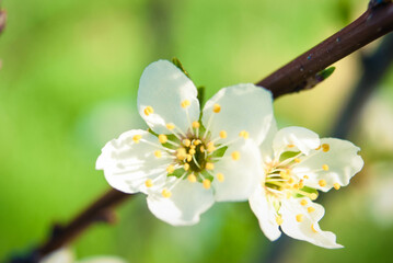 Fresh spring beautiful flowers of the cherry tree.