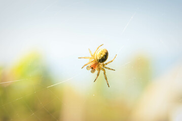 Fresh spring beautiful flowers of the cherry tree.