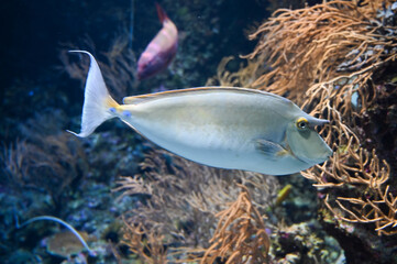 Obraz premium Orange spine unicornfish also known as Naso lituratus, barcheek unicornfish, naso tang, and orange-spine unicorn fish swimming in aquarium fish tank