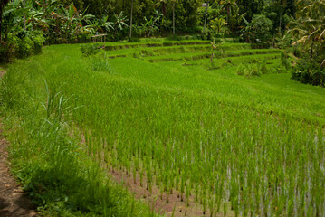 Traditional indonesian rice terraces with bright lush green grass in sunny day. Ecology organic agriculture on Bali and asia.
