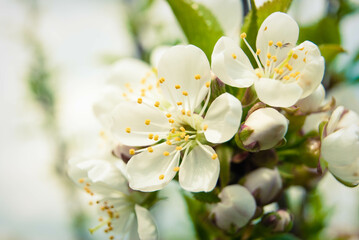 Fresh spring beautiful flowers of the cherry tree.