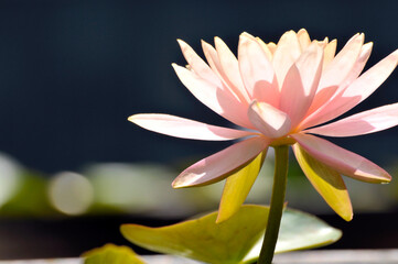 Waterlily flower in pond