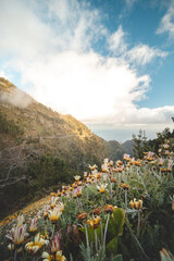 Sunrise with spring flowers and mountains near the city of Funchal on the island of Madeira, in the Portuguese part. Clouds begin to swell over the landscape