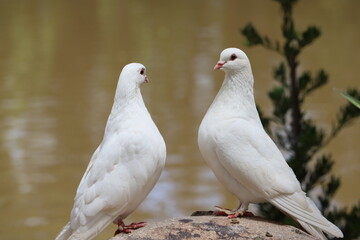 The mail pigeon is a variety of domestic pigeons (Columba livia domestica) derived from the wild...