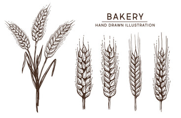 Wheat bread ears hand drawn vector illustration.	
