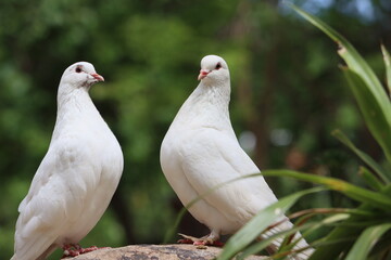 The mail pigeon is a variety of domestic pigeons (Columba livia domestica) derived from the wild...