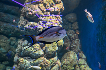 Unicornfish also known as Naso fish swimming in aquarium fish tank