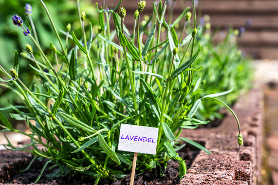 Frisch gepflanzter Lavendel in Pflanzsteinen mit kleinem Schild und dem Wort Lavendel in deutscher Sprache