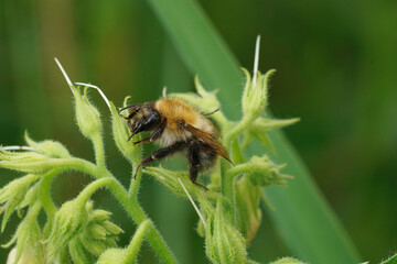 Closeup on a brown banded common bumblebee , Bombus pascuorum sitting on a Symphytum officinale...