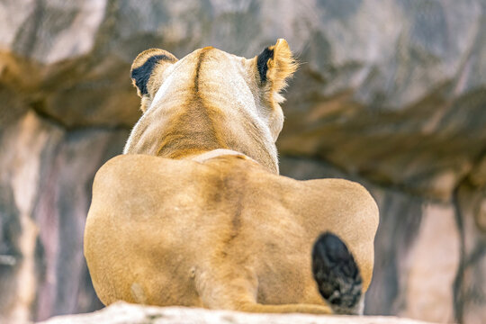 L&ouml;we
