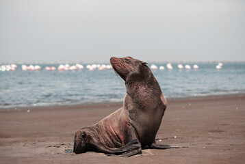 Wild african animals. Lonely brown fur seal sits on the ocean on a sunny morning