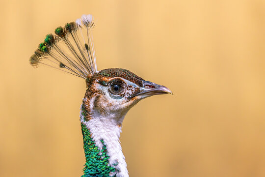 Pfau