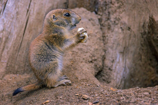 Erdm&auml;nnchen
