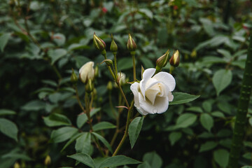薔薇の花　アイスバーグ