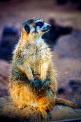beautiful meerkat with yellow and black fur from North Africa on alert watching the horizon - 507022415