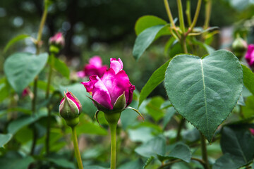 薔薇園の薔薇の花　シャルルドゴール
