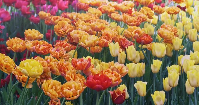Blooming flower bed of orange, yellow, red flowers in spring morning sun. Beautiful tulips, bright peonies buds on green stems, leaves swaying in wind. Floral exhibition. Colorful flowers in garden