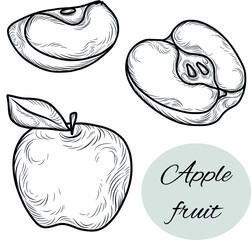 Hand drawn isolated line art vector illustrations of apple fruit, half of apple, slice of apple fruit