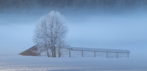Morning in the frosty countryside