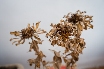 A closeup shot of dried and dead flowers in a flowerpot in the balcony. dehradun,uttarakhand India.