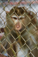 the monkey sits behind bars in the zoo. monkeypox. wild animals in captivity