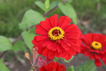秋の日本の庭に咲く赤いヒャクニチソウの花