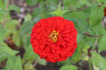 秋の日本の庭に咲く赤いヒャクニチソウの花