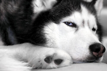 Husky dog sleeps curled up on the couch, close-up.