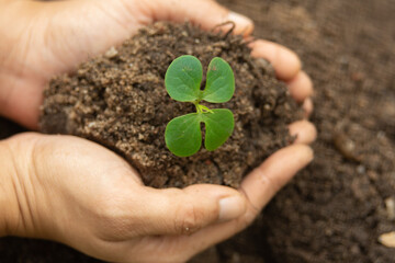 Planting trees helps reduce global warming.