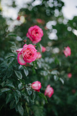 Beautiful blooming roses in spring green garden.