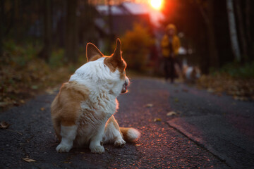 Naklejka na ściany i meble Welsh Corgi Pembroke dog sitting on the road at sunrise, looking back at a child leading another Corgi dog
