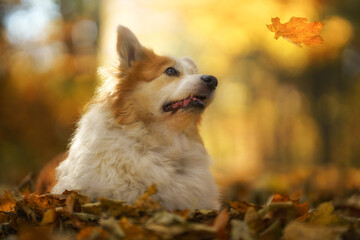 A Welsh Corgi Pembroke dog in an autumn setting looking at a falling leaf