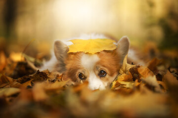 Welsh Corgi Pembroke dog lying with a leaf on its head in fall scenery