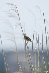 oriental reed warbler on a reed