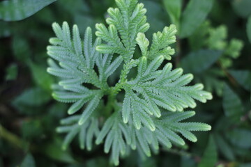 close up of a plant